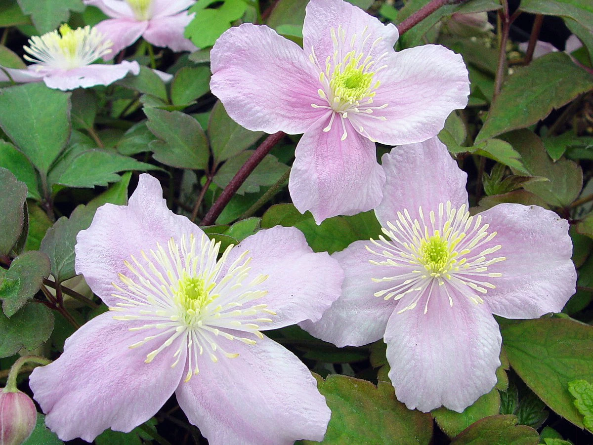 Montana Mayleen Clematis - Very Fragrant - 2.5" Pot 3 Montana Mayleen Clematis - Very Fragrant - 2.5" Pot