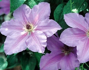 Clematis Ramona - Light Lavender Blue - 2.5" Pot 3 Clematis Ramona - Light Lavender Blue - 2.5" Pot