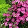 Sprinkles Clematis - Rosy Lavender With Soft White Bars - 2.5" Pot -Healthy Plant Shop clematissprinkleshr1 06037.1615344828