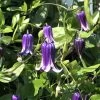 Roguchi Clematis Vine - Purple - 2.5" Pot