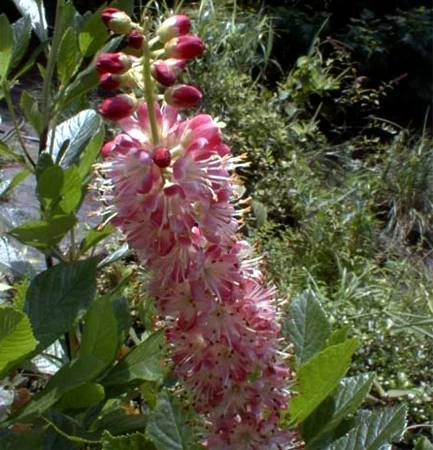 Ruby Spice Summersweet - Clethra Alnifolia - Fragrant! - 4" Pot 5 Ruby Spice Summersweet - Clethra Alnifolia - Fragrant! - 4" Pot - Image 3