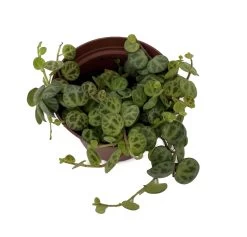 Clone C Peperomia Prostrata Big Leaf - 2.5" Pot - Collector Series