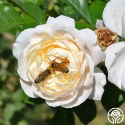 Cloud 10™ 21 Cloud 10™ -Healthy Plant Shop cloud 10 logo 01