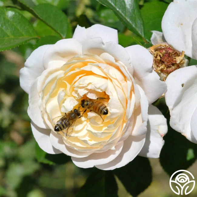 Cloud 10™ 10 Cloud 10™ - Image 8