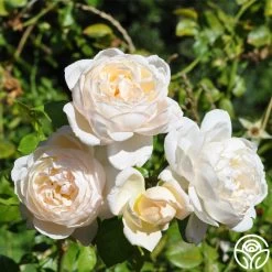 Cloud 10™ 24 Cloud 10™ -Healthy Plant Shop cloud 10 logo 02