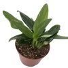 Rare Cobra Philodendron - Easy To Grow House Plant -6" Pot 2 Rare Cobra Philodendron - Easy To Grow House Plant -6" Pot -Healthy Plant Shop cobraph6new 63861.1672687566