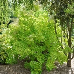 Winecraft Gold™ Smokebush - 4" Pot - Cotinus - Proven Winners 7 Winecraft Gold™ Smokebush - 4" Pot - Cotinus - Proven Winners -Healthy Plant Shop continus winecraft gold 1 1080 1080 60 33830.1615344689
