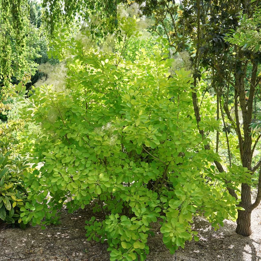 Winecraft Gold™ Smokebush - 4" Pot - Cotinus - Proven Winners 5 Winecraft Gold™ Smokebush - 4" Pot - Cotinus - Proven Winners - Image 3