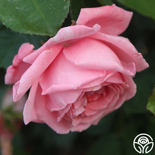 Coral Dawn® 4 Coral Dawn® - Image 2