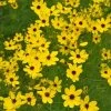 Gilded Lace Coreopsis Tickseed - Sun Perennial - Gallon Pot 1 Gilded Lace Coreopsis Tickseed - Sun Perennial - Gallon Pot -Healthy Plant Shop coreopgildlace 67106.1684701645