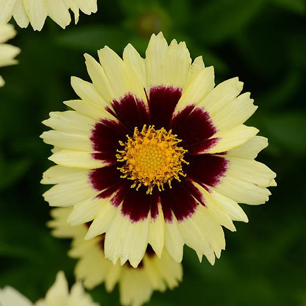 Up Tick Cream & Red Coreopsis -Tickseed - Perennial - Gallon Pot 3 Up Tick Cream & Red Coreopsis -Tickseed - Perennial - Gallon Pot