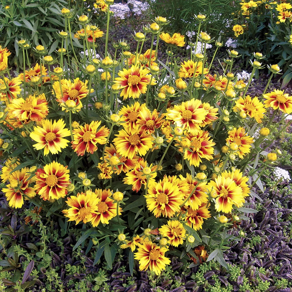 LI'L BANG™ Enchanted Eve Coreopsis Tickseed Perennial Plant - Quart Pot 4 LI'L BANG™ Enchanted Eve Coreopsis Tickseed Perennial Plant - Quart Pot - Image 2