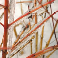 Arctic Sun® Cornus Sanguinea - Cato - Red Twig Dogwood- 4" Pot - Proven Winners