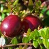 Ben Lear Cranberry Bush - Large / Early Fruiting - 3.25" Pot 2 Ben Lear Cranberry Bush - Large / Early Fruiting - 3.25" Pot -Healthy Plant Shop cranblear 55169.1593603511