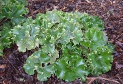 Crested Leopard Plant - Farfugium Crispata - 5" Pot