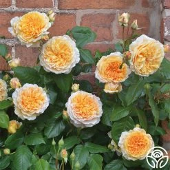 Crown Princess Margareta® 12 Crown Princess Margareta® -Healthy Plant Shop crown princess margareta 3 2