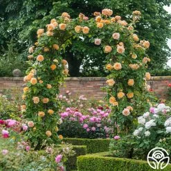 Crown Princess Margareta® 10 Crown Princess Margareta® -Healthy Plant Shop crown princess margareta 6