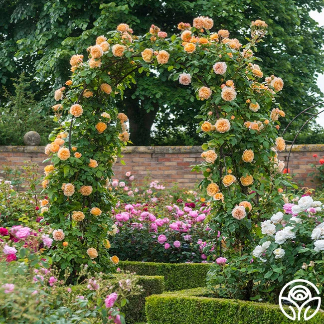 Crown Princess Margareta® 5 Crown Princess Margareta® - Image 3