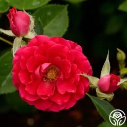 Danny Boy™ 9 Danny Boy™ -Healthy Plant Shop danny boy 4