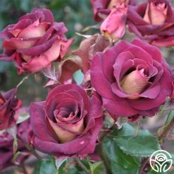 Dark Night™ 18 Dark Night™ -Healthy Plant Shop dark night 3