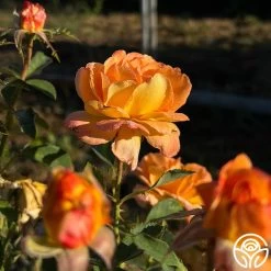 Dawn Chorus 11 Dawn Chorus -Healthy Plant Shop dawn chorus 11