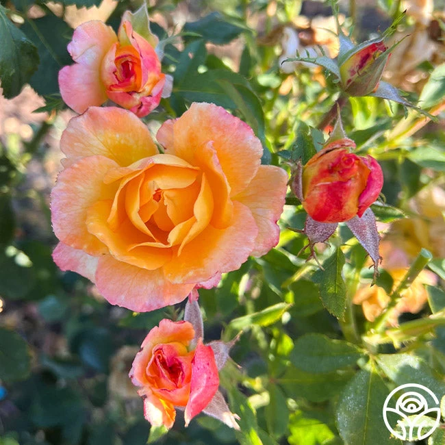 Dawn Chorus 8 Dawn Chorus - Image 6