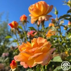 Dawn Chorus 12 Dawn Chorus -Healthy Plant Shop dawn chorus 13