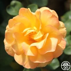 Dawn Chorus 10 Dawn Chorus -Healthy Plant Shop dawn chorus 3 1