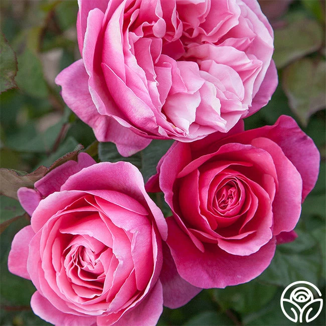 Dee-Lish® 4 Dee-Lish® - Image 2