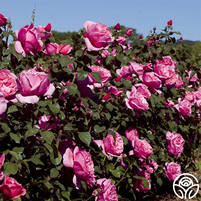 Dee-Lish® 5 Dee-Lish® - Image 3