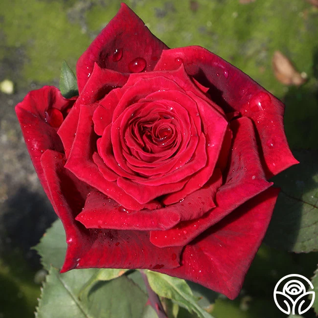 Deep Secret 7 Deep Secret - Image 5