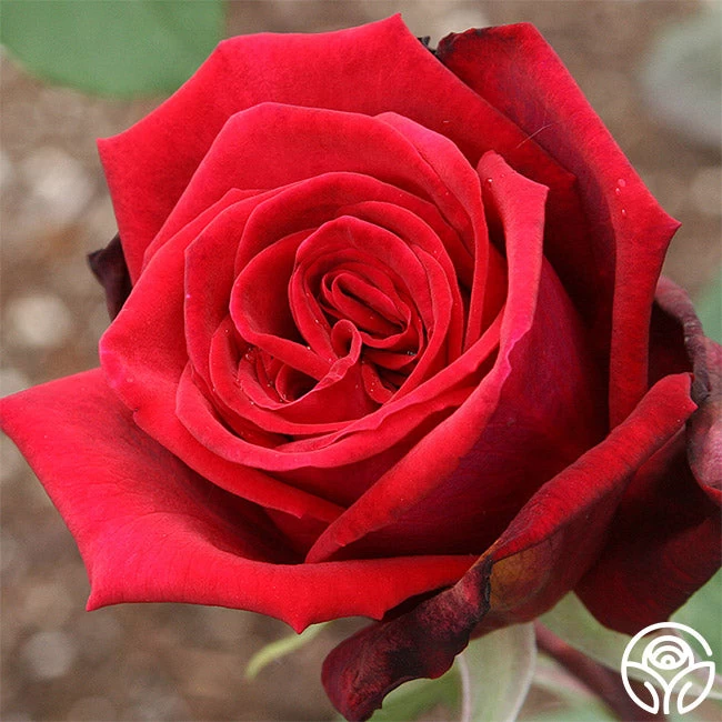 Deep Secret 4 Deep Secret - Image 2