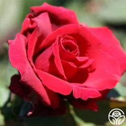 Deep Secret 15 Deep Secret -Healthy Plant Shop deep secret 3 1