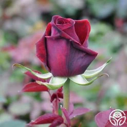 Deep Secret 11 Deep Secret -Healthy Plant Shop deep secret 4 1