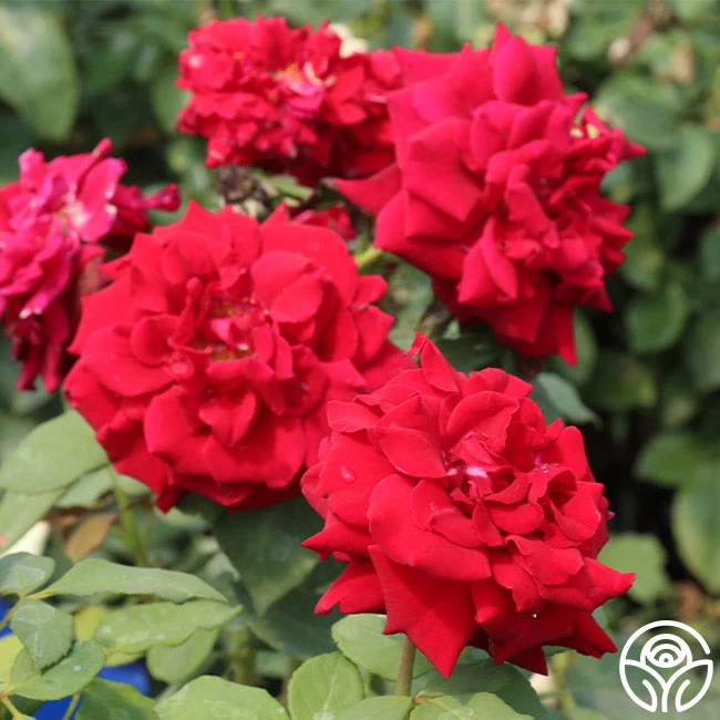 Deep Secret 6 Deep Secret - Image 4