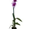 YaYa Victoria Dendrobium Orchid - 2" Pot - Collector Orchids 1 YaYa Victoria Dendrobium Orchid - 2" Pot - Collector Orchids -Healthy Plant Shop denyayavic 35528.1695988718