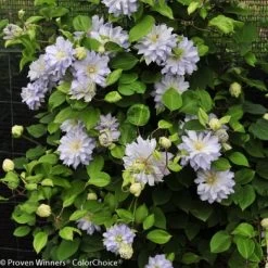 Diamond Ball Clematis - 4" Pot - Proven Winners -Healthy Plant Shop diamondball1 87898.1615344812