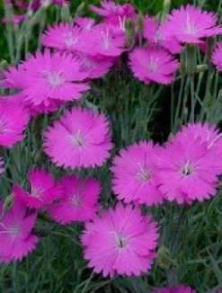 Fire Witch Dianthus Perennial - Spicy Fragrance! - Quart Pot 9 Fire Witch Dianthus Perennial - Spicy Fragrance! - Quart Pot -Healthy Plant Shop dianthusfirewitch 16352.1619271172