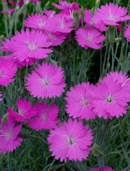 Fire Witch Dianthus Perennial - Spicy Fragrance! - Quart Pot 6 Fire Witch Dianthus Perennial - Spicy Fragrance! - Quart Pot - Image 4