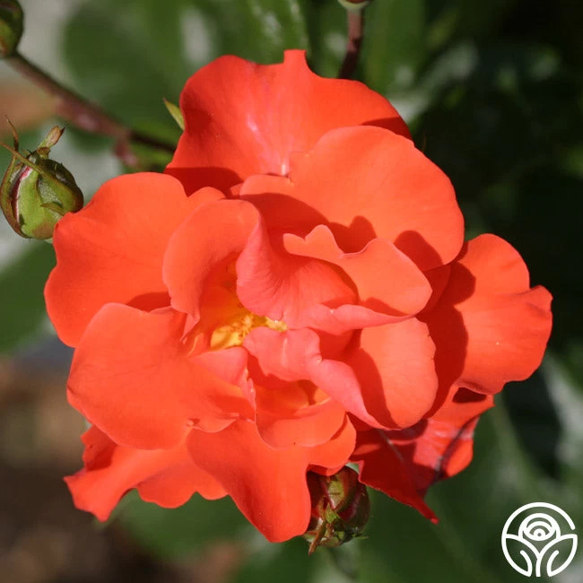 Disco Dancer® 3 Disco Dancer®