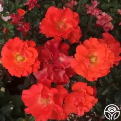 Disco Dancer® 8 Disco Dancer® -Healthy Plant Shop disco dancer 2 8