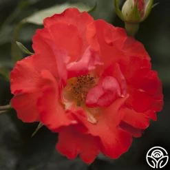 Disco Dancer® 9 Disco Dancer® -Healthy Plant Shop disco dancer 4 1 1