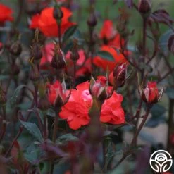 Disco Dancer® 10 Disco Dancer® -Healthy Plant Shop disco dancer 5