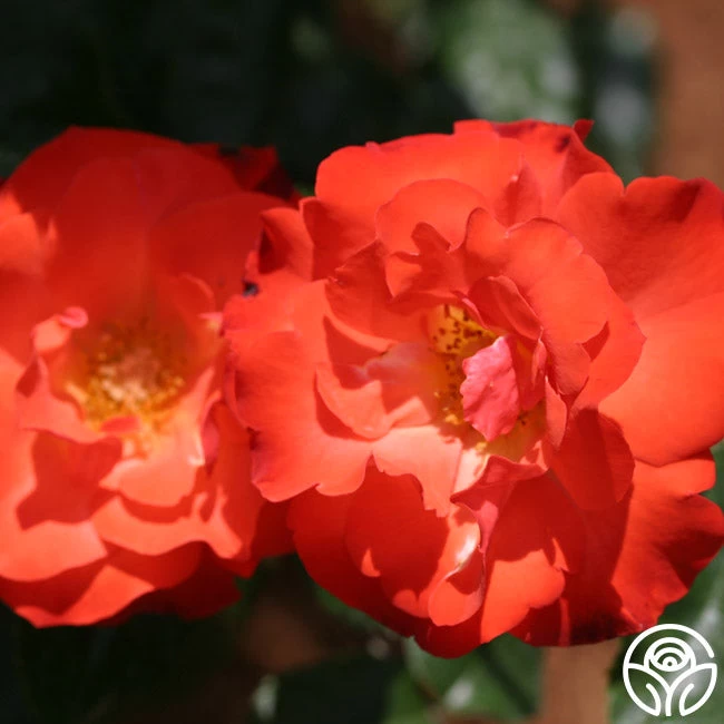 Disco Dancer® 7 Disco Dancer® - Image 5