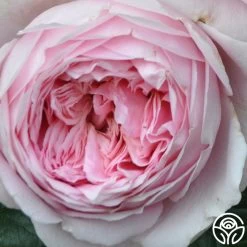 Discovery™ 9 Discovery™ -Healthy Plant Shop discovery 4 1