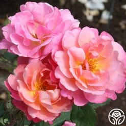 Distant Thunder™ -Healthy Plant Shop distant thunder 2 6