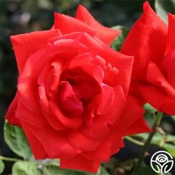 Dolly Parton 7 Dolly Parton -Healthy Plant Shop dolly parton 1 1 1