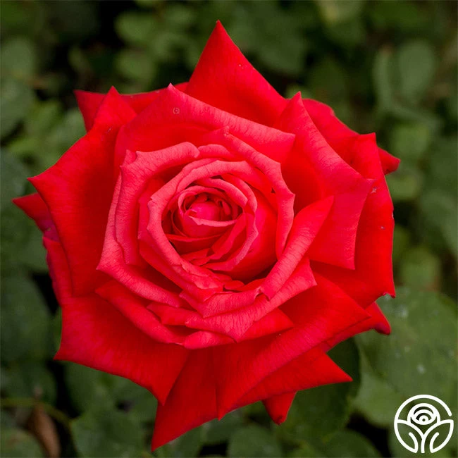 Dolly Parton 3 Dolly Parton