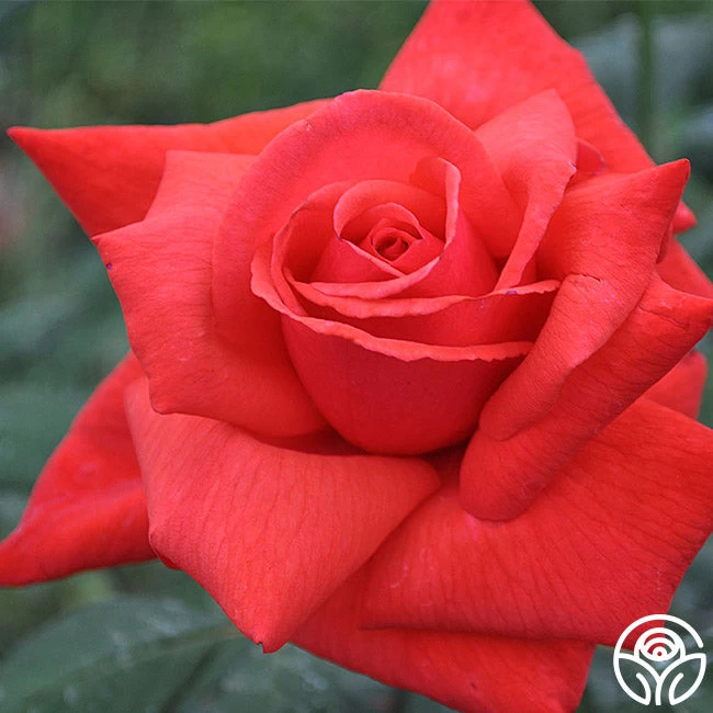 Dolly Parton 4 Dolly Parton - Image 2