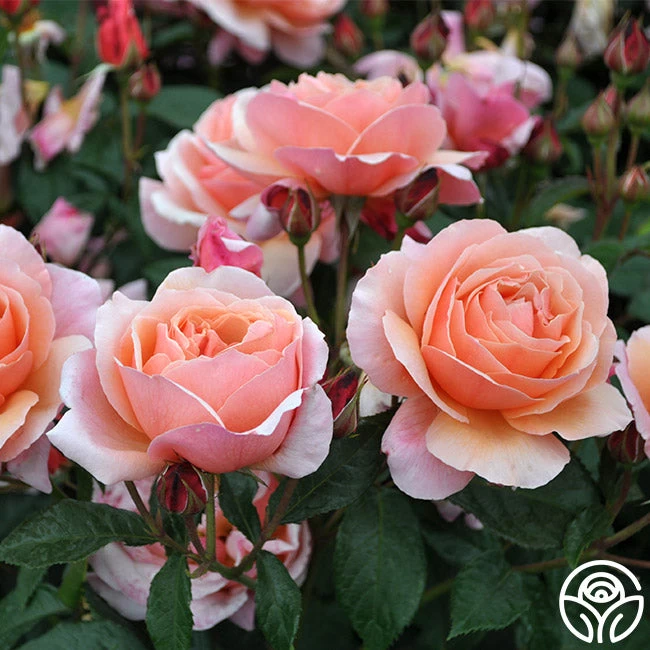 Douglas Gandy™ 4 Douglas Gandy™ - Image 2